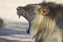 Lion baillant. Source : http://data.abuledu.org/URI/52d06dfc-lion-baillant