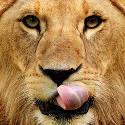 Lion de face au zoo de Munich. Source : http://data.abuledu.org/URI/565d4e05-lion-de-face-au-zoo-de-munich