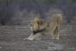 Lion en train de s'étirer. Source : http://data.abuledu.org/URI/528b5b1f-lion-en-train-de-s-etirer