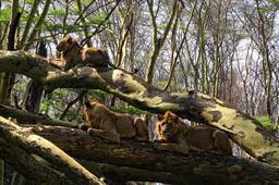 Lions dans un arbre. Source : http://data.abuledu.org/URI/528b6f1f-lions-dans-un-arbre