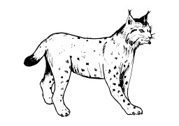 Lynx. Source : http://data.abuledu.org/URI/5026bfb9-lynx