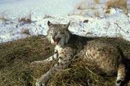 Lynx roux. Source : http://data.abuledu.org/URI/5070a99e-lynx-roux