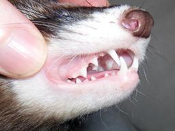 Mâchoire et denture de furet. Source : http://data.abuledu.org/URI/53fce02b-machoire-et-denture-de-furet