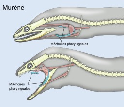 Mâchoires de murène. Source : http://data.abuledu.org/URI/553977a8-machoires-de-murene