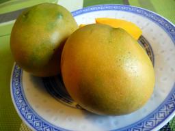 Mangue. Source : http://data.abuledu.org/URI/5087fc15-mangue