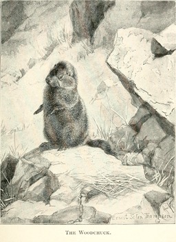 Marmotte d'Amérique. Source : http://data.abuledu.org/URI/587fb419-marmotte-d-amerique