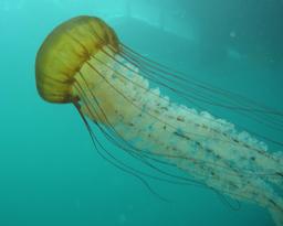 Méduse du Pacifique. Source : http://data.abuledu.org/URI/52d7bf4c-meduse-du-pacifique
