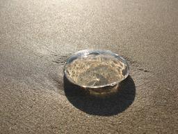 Méduse échouée sur la plage. Source : http://data.abuledu.org/URI/52d7bcdc-meduse-echouee-sur-la-plage
