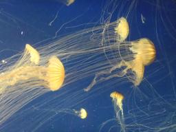 Méduses en aquarium. Source : http://data.abuledu.org/URI/52d7c23a-meduses-en-aquarium