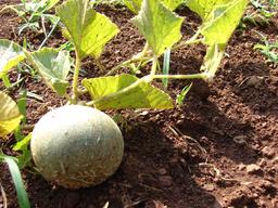 Melon dans un jardin. Source : http://data.abuledu.org/URI/5372785a-melon-dans-un-jardin
