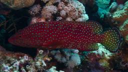 Mérou de Mer Rouge. Source : http://data.abuledu.org/URI/55451208-merou-de-mer-rouge