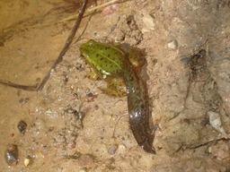 Métamorphose de grenouille verte. Source : http://data.abuledu.org/URI/5351a259-metamorphose-de-grenouille-verte