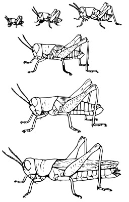 Métamorphose du criquet. Source : http://data.abuledu.org/URI/54d149ac-metamorphose-du-criquet