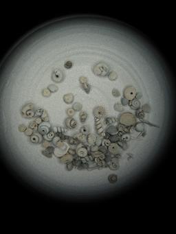 Microfossiles. Source : http://data.abuledu.org/URI/551c536e-microfossiles