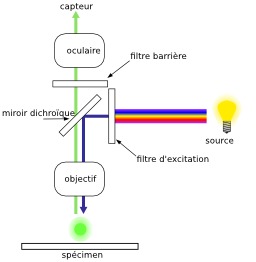 Microscope à fluorescence. Source : http://data.abuledu.org/URI/5393096e-microscope-a-fluorescence