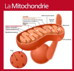 Mitochondrie. Source : http://data.abuledu.org/URI/5215004f-mitochondrie