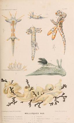 Mollusques en 1866. Source : http://data.abuledu.org/URI/594581fe-mollusques-en-1866