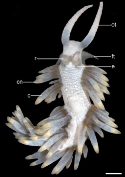Morphologie d'une limace de mer. Source : http://data.abuledu.org/URI/58490bfa-morphologie-d-une-limace-de-mer