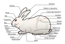Morphologie du lapin domestique. Source : http://data.abuledu.org/URI/53053021-morphologie-du-lapin-domestique