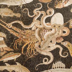 Mosaïque du poulpe à Pompéi. Source : http://data.abuledu.org/URI/55397ebb-mosaique-du-poulpe-a-pompei