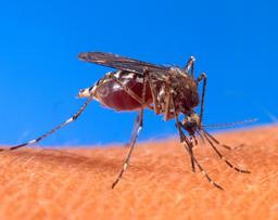 Moustique en train de piquer un humain. Source : http://data.abuledu.org/URI/47f495a0-moustique-en-train-de-piquer-un-humain