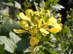 Moutarde des champs en fleurs. Source : http://data.abuledu.org/URI/50703f4a-moutarde-des-champs-en-fleurs