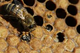 Naissance d'une abeille noire - 01. Source : http://data.abuledu.org/URI/542d05c1-naissance-d-une-abeille-noire-01