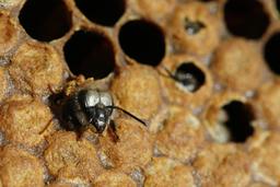 Naissance d'une abeille noire - 04. Source : http://data.abuledu.org/URI/542d13c4-naissance-d-une-abeille-noire-04