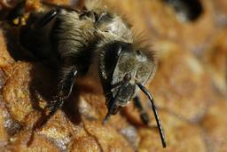 Naissance d'une abeille noire - 06. Source : http://data.abuledu.org/URI/542d145c-naissance-d-une-abeille-noire-06