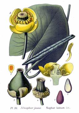 Nénuphar jaune. Source : http://data.abuledu.org/URI/50579b64-nenuphar-jaune