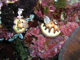Nudibranches sur éponges. Source : http://data.abuledu.org/URI/585006fe-nudibranches-sur-eponges