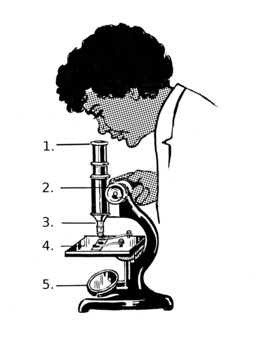 Observation au microscope. Source : http://data.abuledu.org/URI/53930b44-observation-au-microscope