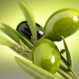 Olives. Source : http://data.abuledu.org/URI/509d1de7-olives