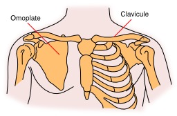 Omoplate et clavicule. Source : http://data.abuledu.org/URI/53859797-omoplate-et-clavicule