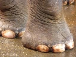 Ongles de pattes d'éléphant. Source : http://data.abuledu.org/URI/53988be6-ongles-de-pattes-d-elephant