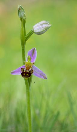 Ophrys abeille. Source : http://data.abuledu.org/URI/54cffea8-ophrys-abeille