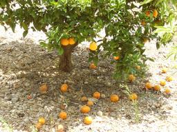Oranges mûres. Source : http://data.abuledu.org/URI/51df0f2f-oranges-mures