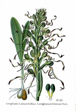 Orchis bouc. Source : http://data.abuledu.org/URI/506404a9-orchis-bouc