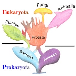 Origine des eucaryotes. Source : http://data.abuledu.org/URI/5539f72d-origine-des-eucaryotes