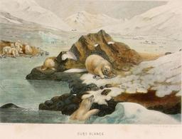Ours blancs en 1866. Source : http://data.abuledu.org/URI/59459dc7-ours-blancs-en-1866