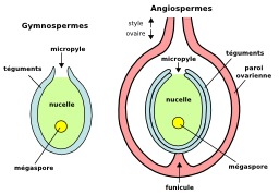 Ovule de gymnopserme et d'angiosperme. Source : http://data.abuledu.org/URI/50df6f5a-ovule-de-gymnopserme-et-d-angiosperme
