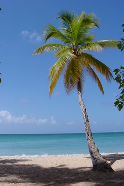 Palmier de Martinique. Source : http://data.abuledu.org/URI/47f4bc04-palmier-de-martinique