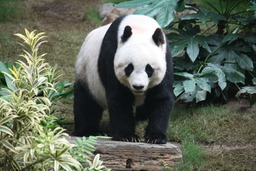 Panda géant. Source : http://data.abuledu.org/URI/506c532d-panda-geant