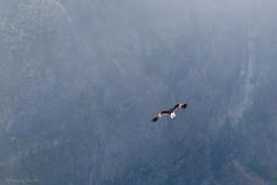 Papangue mâle en vol au-dessus de La Réunion. Source : http://data.abuledu.org/URI/521a10e1-papangue-male-en-vol-au-dessus-de-la-reunion