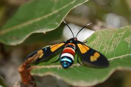 Papillon multicolore en Casamance. Source : http://data.abuledu.org/URI/54934777-papillon-multicolore-en-casamance