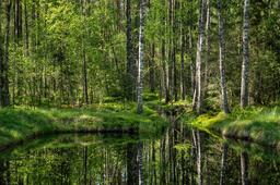 Parc naturel en Estonie. Source : http://data.abuledu.org/URI/5630e178-parc-naturel-en-estonie