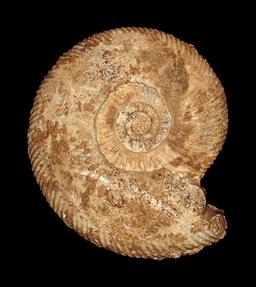 Ammonite du Calvados. Source : http://data.abuledu.org/URI/5367b563-parkinsonia-parkinsoni-ammonite