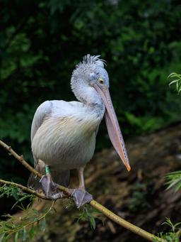 Pélican au zoo de Prague. Source : http://data.abuledu.org/URI/58d02b4a-pelican-au-zoo-de-prague