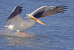Pélican blanc en train d'amerrir. Source : http://data.abuledu.org/URI/47f616b9-pelican-blanc-en-train-d-amerrir