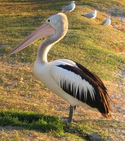 Pélican debout sur l'herbe. Source : http://data.abuledu.org/URI/47f5f8d3-pelican-debout-sur-l-herbe